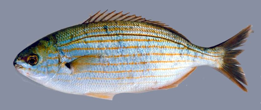Sarpa salpa_05.jpg